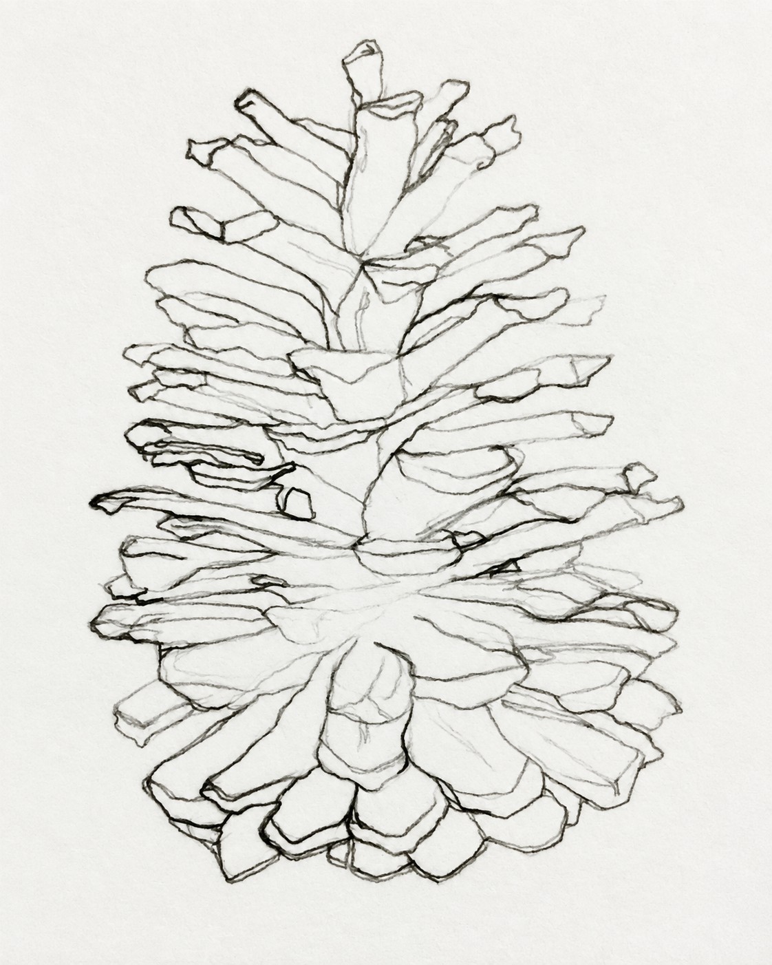 Pencil study of a pine cone, drawn scale by scale from observation